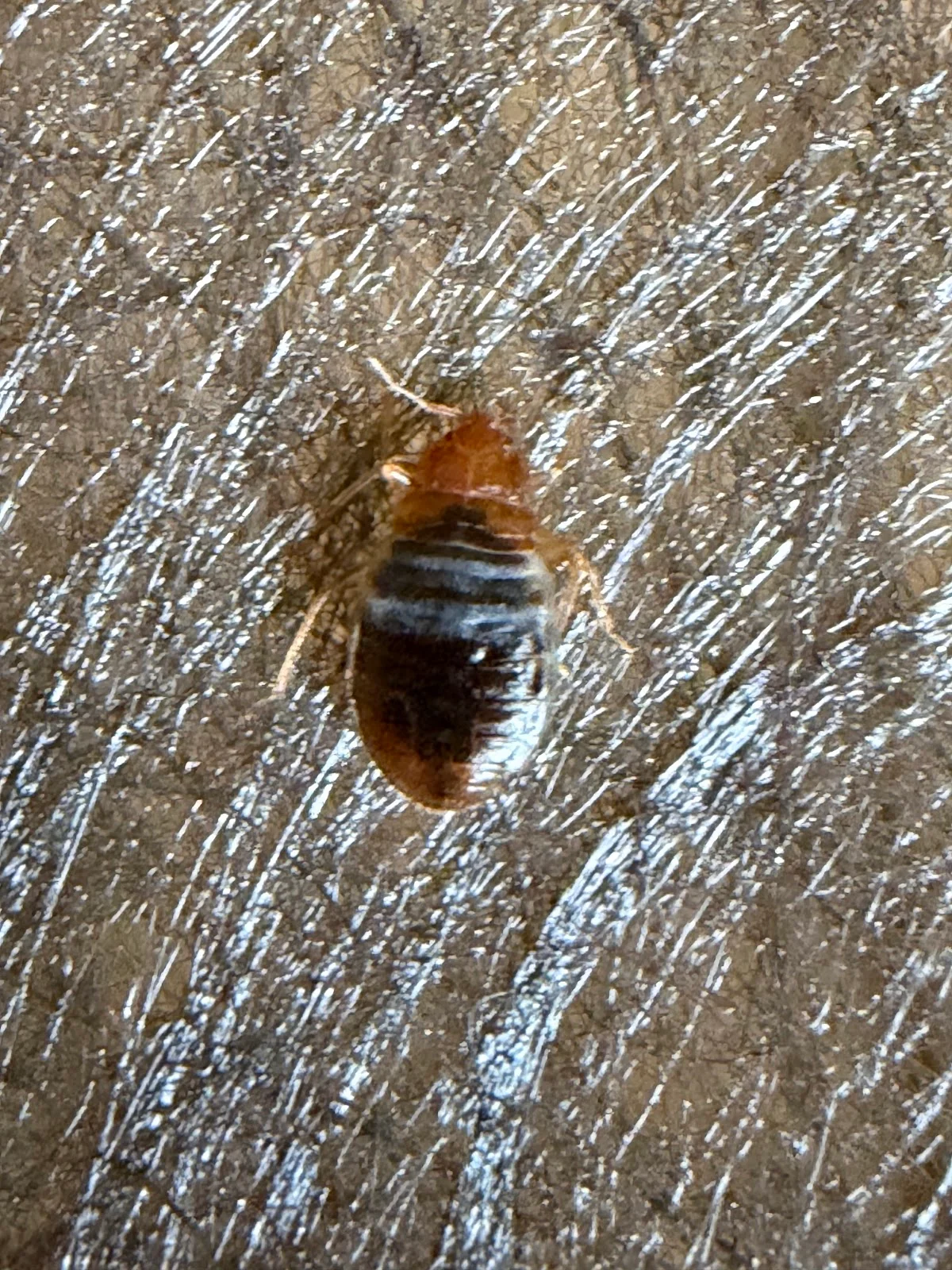 BUCKEYE BUG SERVICES, Fumigación y Plagas en Thornville, Estados Unidos