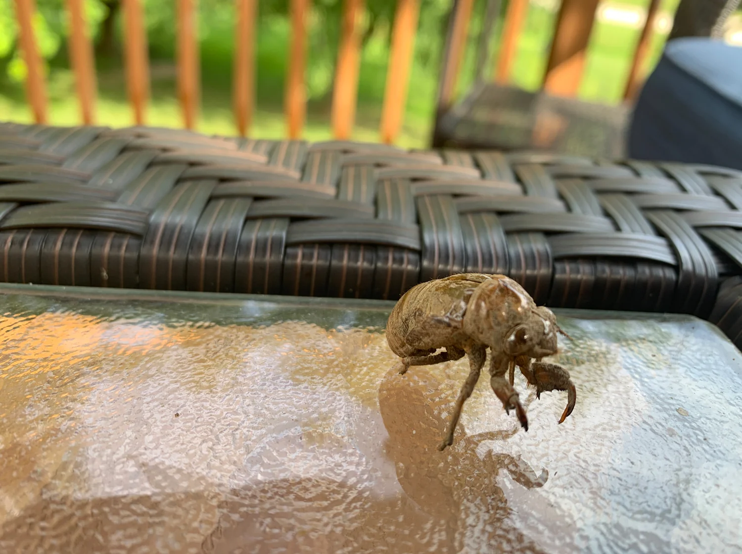 Elite Pest and Termite Control, LLC, Fumigación y Plagas en Pataskala, Estados Unidos