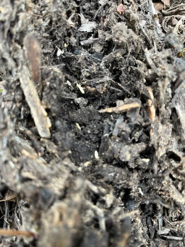 Aardvark Pest Pro, Fumigación y Plagas en Newark, Estados Unidos